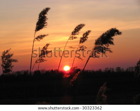 sunset at the meadow