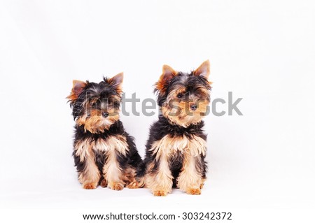 Two Yorkshire terrier puppy sitting on a white background