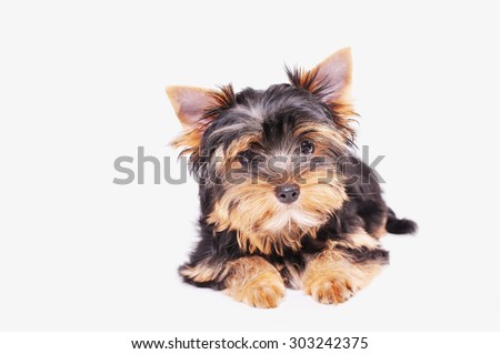 Yorkshire terrier puppy on a white background . He is looking at the camera .