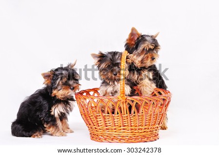 Three Yorkshire terrier puppy on a white background playing in a basket