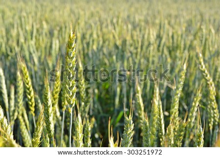 Photo of wheat spikelets in the field on sky background