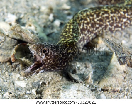 Spotted Moray Eel-Gymnothorax moringa