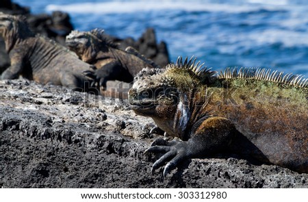 Closeup portrait of marine iguana in the Galapagos Islands, Ecuador