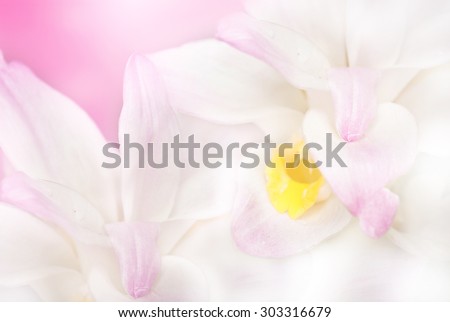 Pink flower in blur style for background