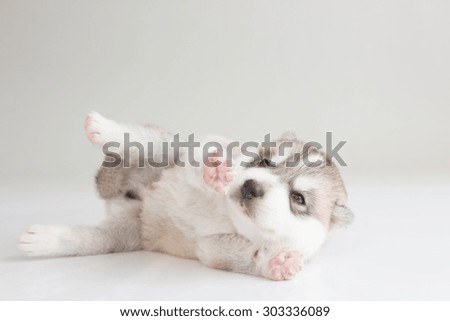 Lazy puppy Siberian husky