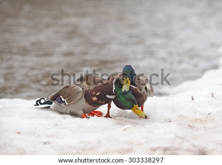 Two ducks are fighting on the snow