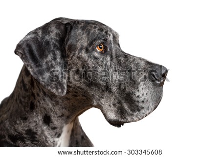 Great Dane grey harlequin merle giant dog with light brown eyes in isolated front of white background looking alert adorable curious watching thinking paying attention with loose lip Royalty-Free Stock Photo #303345608