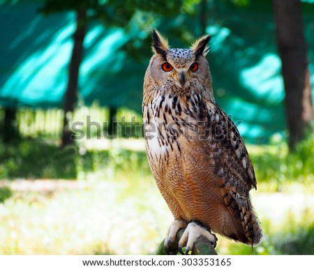 Portrait of royal owl with orange eyes