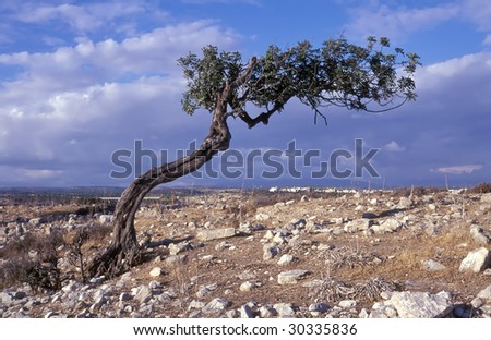 Mountain tree in South Cyprus