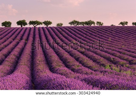 lilac sunrise at summer lavender field near Valensole, Provence, France  Royalty-Free Stock Photo #303424940