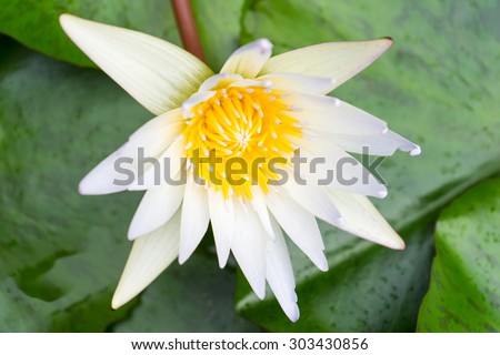 white lotus flower with green leaf background