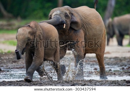 Forest elephants. Central African Republic. An excellent illustration.