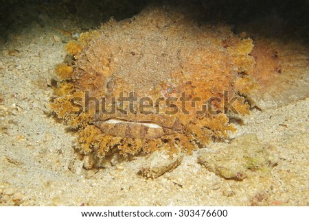 Close up of the head of a Bearded toadfish, Sanopus barbatus, strange fish of the Caribbean sea, Central America