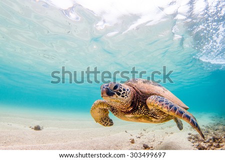 A Hawaiian Green Sea Turtle cruises in the warm waters of the Pacific Ocean Royalty-Free Stock Photo #303499697