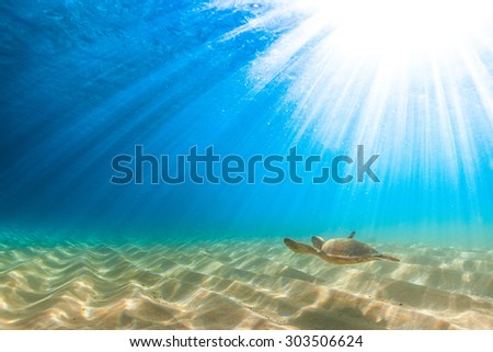 Hawaiian Green Sea Turtle cruises in the warm waters of the Pacific Ocean