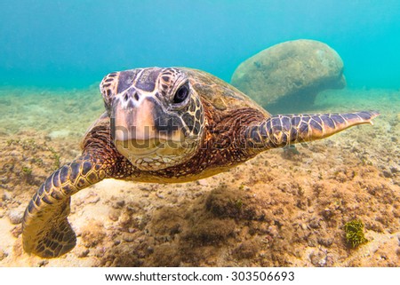 Hawaiian Green Sea Turtle cruises in the warm waters of the Pacific Ocean
