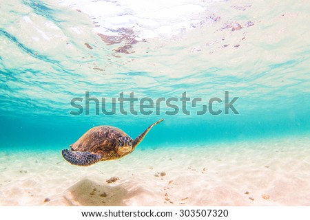 Hawaiian Green Sea Turtle cruises in the warm waters of Hawaii's Pacific Ocean Royalty-Free Stock Photo #303507320