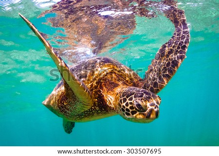 Hawaiian Green Sea Turtle Cruises in the warm waters of Hawaii's Pacific Ocean