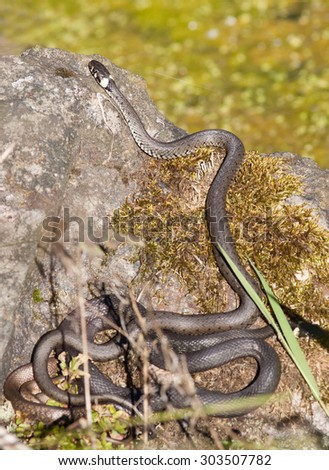 Snakes lying on a rock in the reeds.