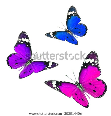 Beautiful flying blue purple and pink butterflies on white background