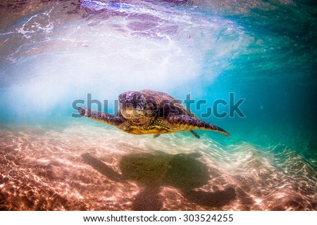 Hawaiian Green Sea Turtle cruises in the warm waters of Hawaii