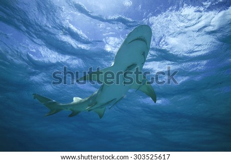 LEMON SHARK SWIMMING AT THE SURFACE OF BAHAMAS