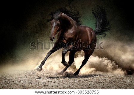 Black horse run gallop in dust desert Royalty-Free Stock Photo #303528755