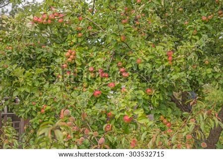 Ripe apples hanging on a branch