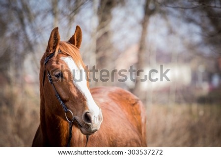 beautiful summer horizontal photo of horse outside with nice background