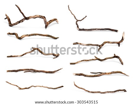 Collection of dry twigs isolated on white background. Royalty-Free Stock Photo #303543515