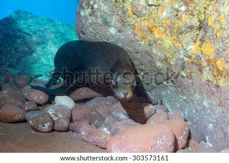 sea lion puppy underwater coming to you to have fun and play