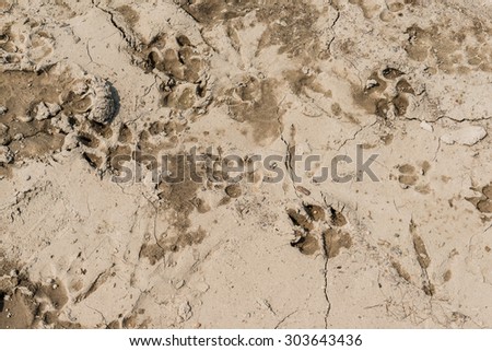 dog foot print on the dry mud surface.