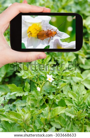 travel concept - tourist takes picture of potato flowers on green field on smartphone