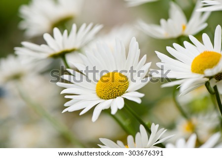 Lush green grasses and crisp white oxeye daisies