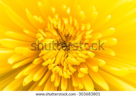 Yellow flower background. Chrysanthemum flower close-up.