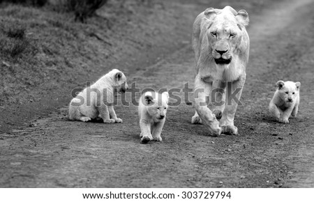 A free roaming wild white lion pride in south Africa. Female and her 3 new born white lion cubs.