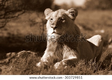 A young male lion portrait in Black and white. South Africa