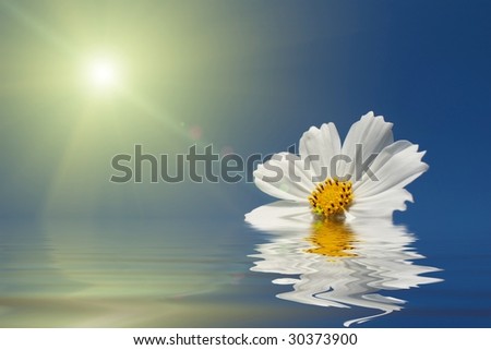 White Chrysanthemum for background
