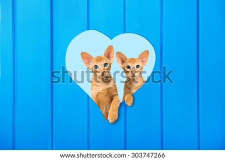 Sweet kitten in a heart