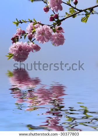 peach flowers and reflection over blue