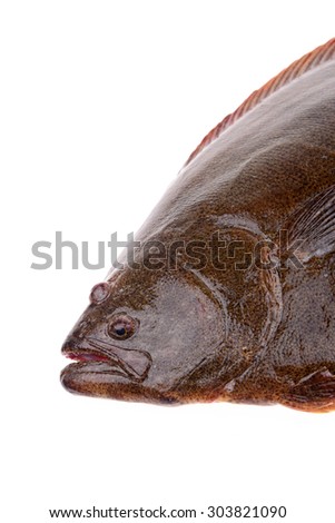 Halibut head features, on a white background 