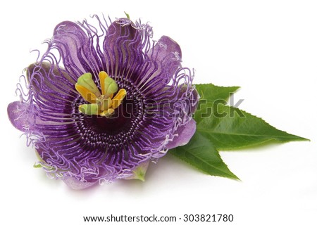 The purple passionflower isolated on white background