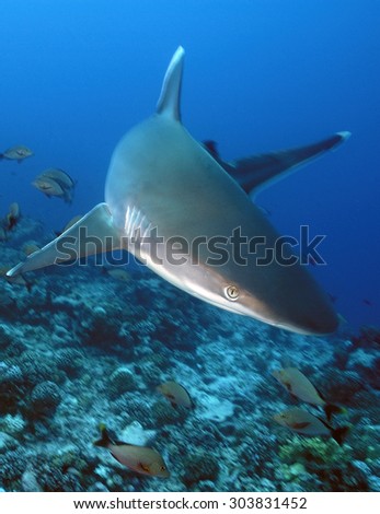 SILVERTIP SHARK SWIMMING FAST ON THE FRONT OF THE CAMERA