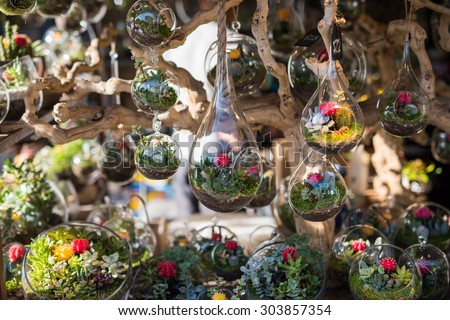 Terrariums inside glass jars.   Royalty-Free Stock Photo #303857354