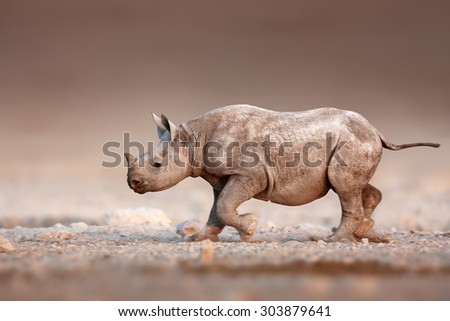 Baby Black Rhinoceros running over salty desert plains of Etosha Royalty-Free Stock Photo #303879641