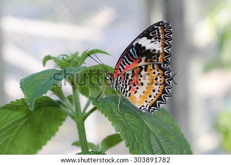 Orange, white and black "Leopard Lacewing" butterfly in Innsbruck, Austria. Its scientific name is Cethosia Cyane, native from India to China. (No Photoshop, see my other butterfly images)