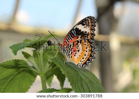 Orange, white and black "Leopard Lacewing" butterfly in Innsbruck, Austria. Its scientific name is Cethosia Cyane, native from India to China. (No Photoshop, see my other butterfly images)