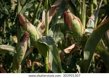 Color picture of corn in a field
