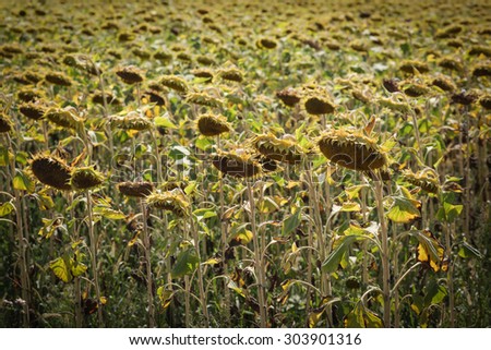 Color picture of wilted sunflower plants on a hot day