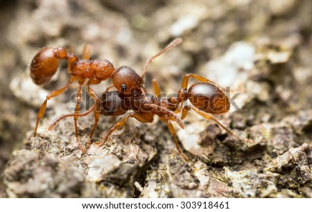 Aggressive red ants, Myrmica